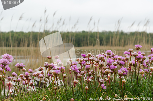 Image of Blossom pink Thrift flowers closeup