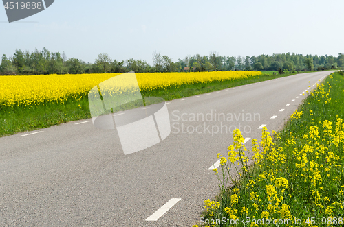 Image of Country road surrounded by blossom rape seed