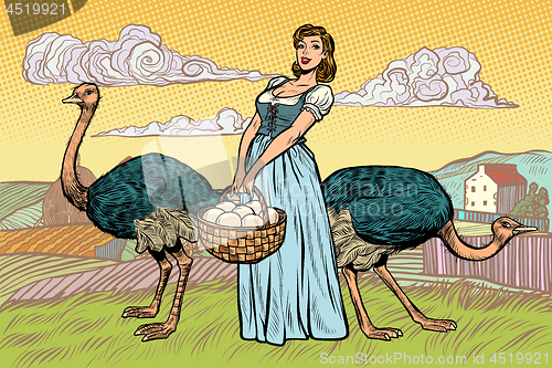 Image of ostrich farm eggs. woman peasant farmer