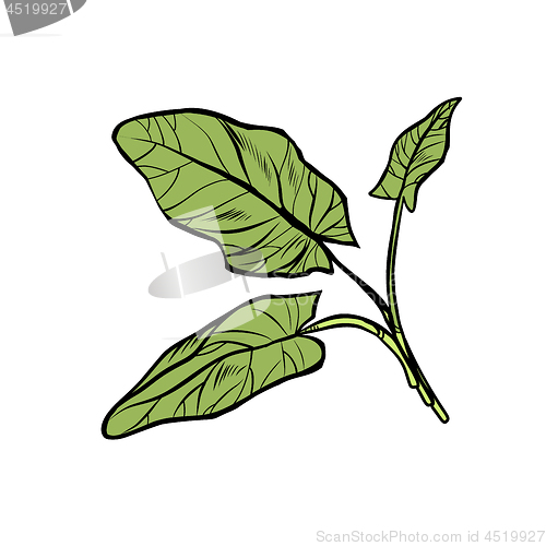 Image of sorrel, garden of culinary plants, spices. isolate on white background