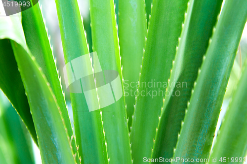 Image of exotic green plant