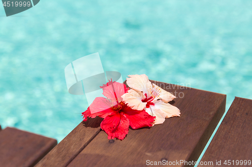 Image of beautiful purple hibiscus flower on wooden pier