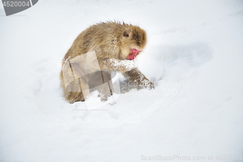 Image of japanese macaque or monkey searching food in snow