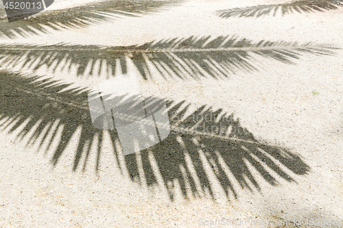 Image of palm tree shadow on sand of tropical beach