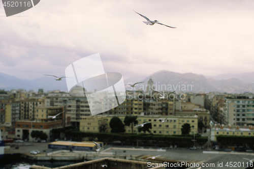 Image of Flying seagulls and Palermo view, Italy