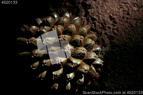 Image of Fruit of Pandanus utilis