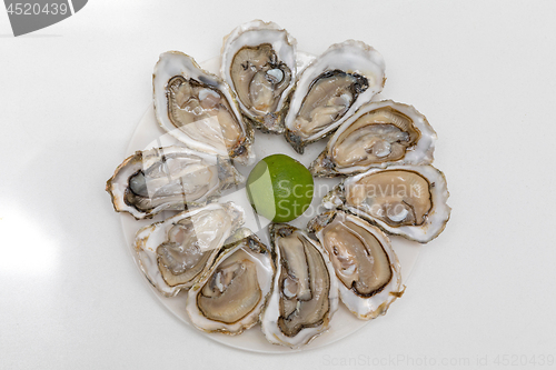 Image of Ten Oysters