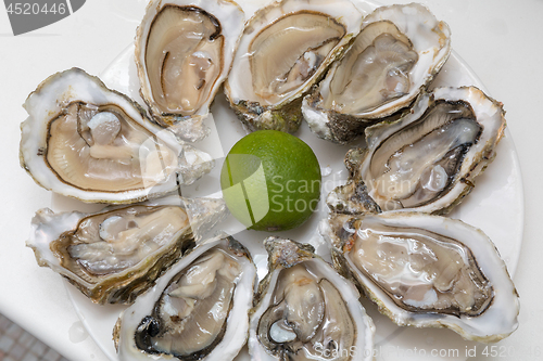 Image of Nine Oysters