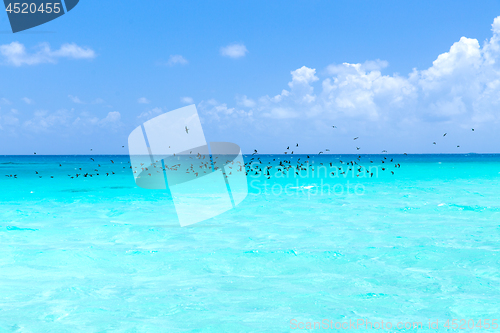 Image of birds flying over ocean in french polynesia