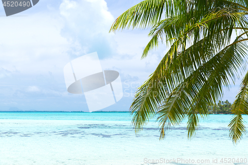 Image of tropical beach with palm tree in french polynesia