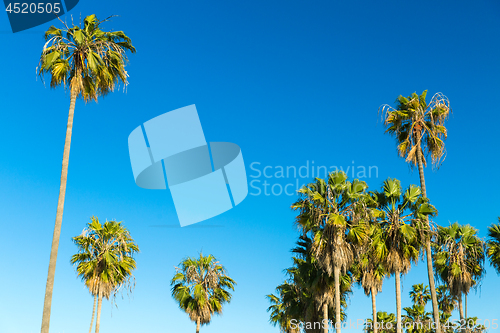 Image of palm trees over sky at venice beach, california