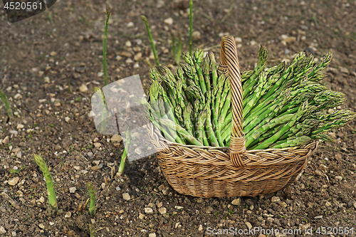 Image of Asparagus