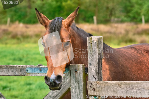 Image of Portrait of the Horse