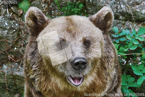 Image of Portrait of the Bear