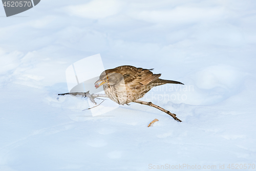 Image of Song Thrush with Berry