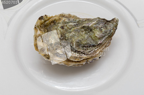 Image of Closed Oyster Plate
