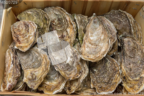 Image of Oysters in Crate