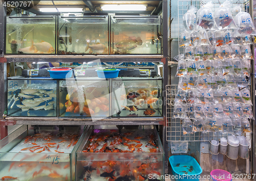 Image of Pet Shop Hong Kong