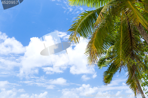 Image of palm tree over blue sky