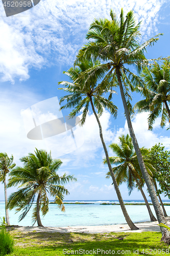 Image of tropical beach with palm trees in french polynesia