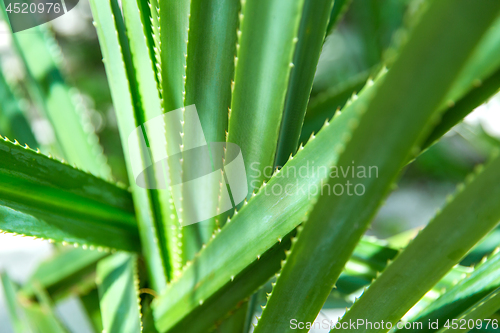 Image of exotic green plant