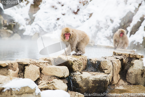 Image of japanese macaques or snow monkeys at hot spring