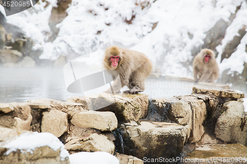 Image of japanese macaques or snow monkeys at hot spring