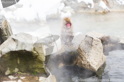 Image of japanese macaque or snow monkey in hot spring