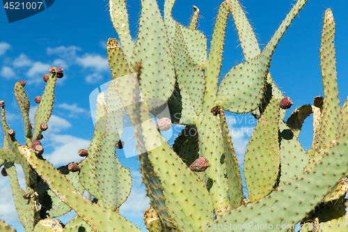 Image of close up of cactus growing outdoors over blue sky