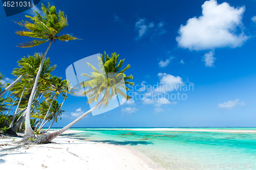 Image of tropical beach with palm trees in french polynesia