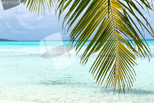 Image of tropical beach with palm tree in french polynesia