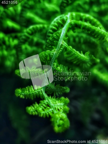 Image of Very green beautiful fern photo