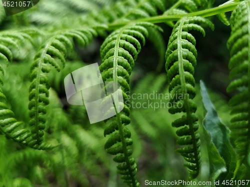 Image of Green ferns