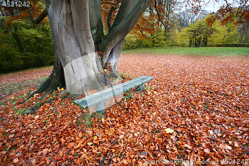 Image of beanch with dead leaves in autumn in Denmark