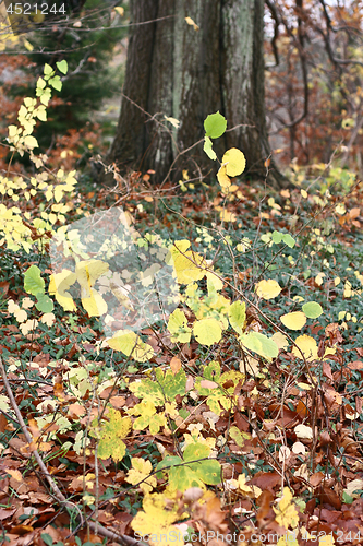Image of Leaves in autumn in Denmark