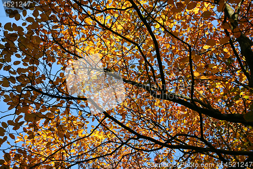 Image of Trees in autumn in denmark