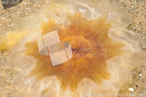 Image of Octopus at the beach 