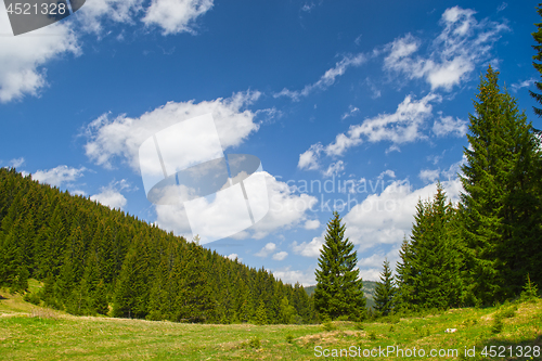Image of Evergreen forest in the summer