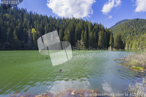 Image of Green lake and evergreen forest