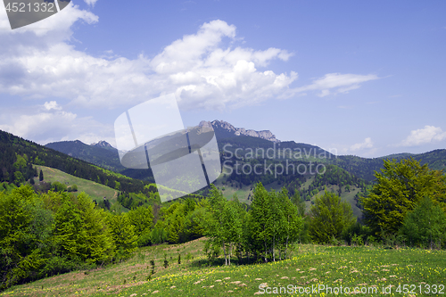 Image of Forest panorama in springtime