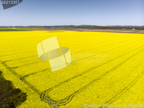 Image of Aerial view of rape crop field