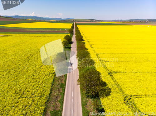 Image of Aerial view of road between rape fields