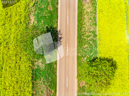 Image of Road between yellow rape field