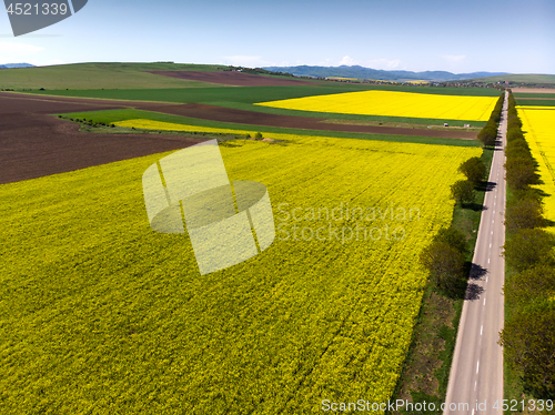 Image of Yellow rapeseed fields near road