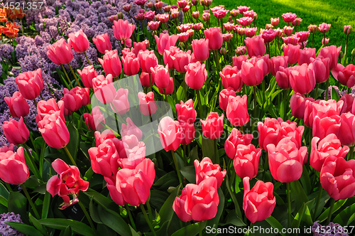 Image of Tulip fields in Netherlands