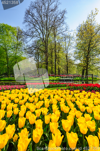 Image of Flower beds of Keukenhof Gardens in Lisse, Netherlands