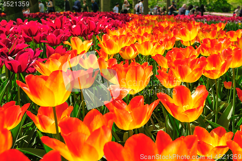 Image of Tulip fields in Netherlands