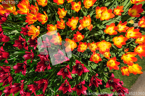 Image of Tulip fields in Netherlands