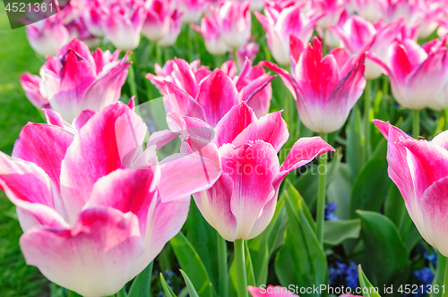 Image of Tulip fields in Netherlands