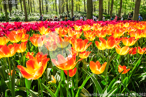 Image of Tulip fields in Netherlands